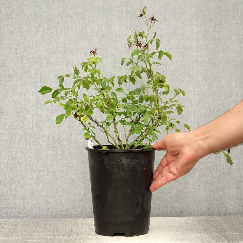 Rosa 'Rambling Rosie' - Rambling Rose  4L/5L pot sample as delivered in summer