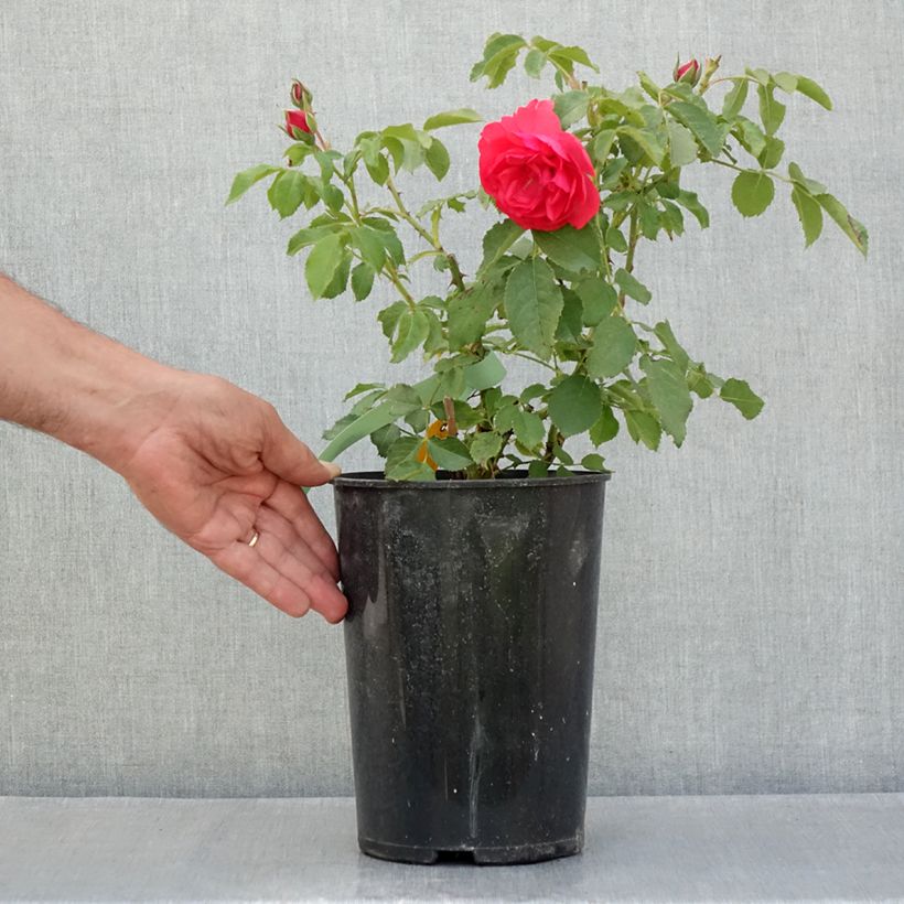Rosa x floribunda 'Rosarium Uetersen' - Floribunda Rose 4L/5L pot sample as delivered in summer