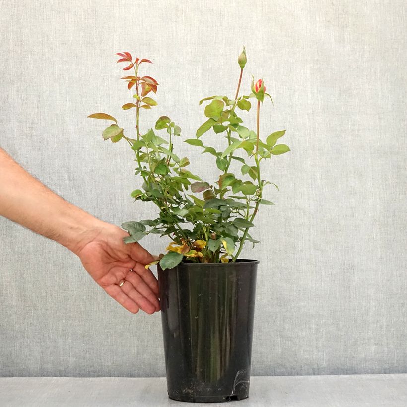 Rosa Shining Beauty - Climbing Rose 4L/5L pot sample as delivered in summer