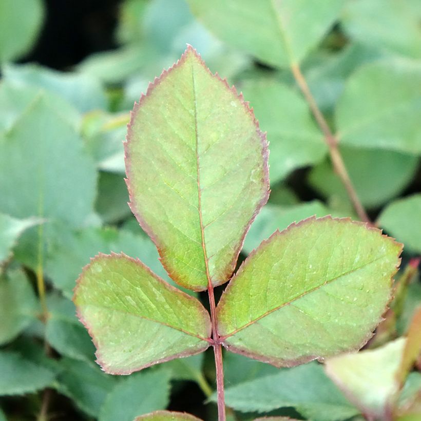 Rosa Shining Beauty - Climbing Rose (Foliage)