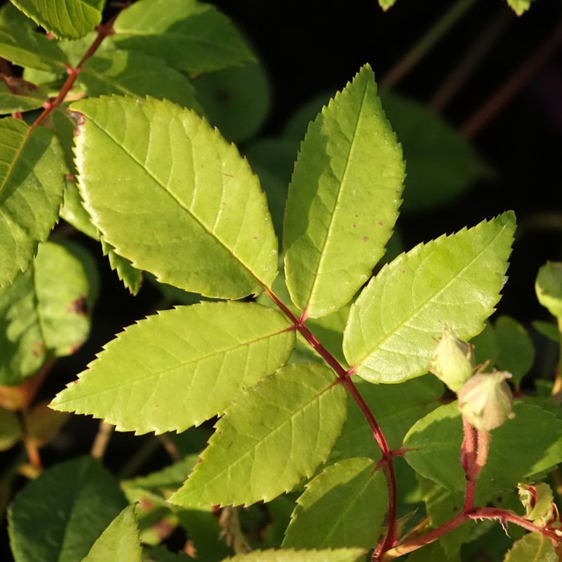 Rosa 'Romantic Siluetta' - Climbing Rose (Foliage)