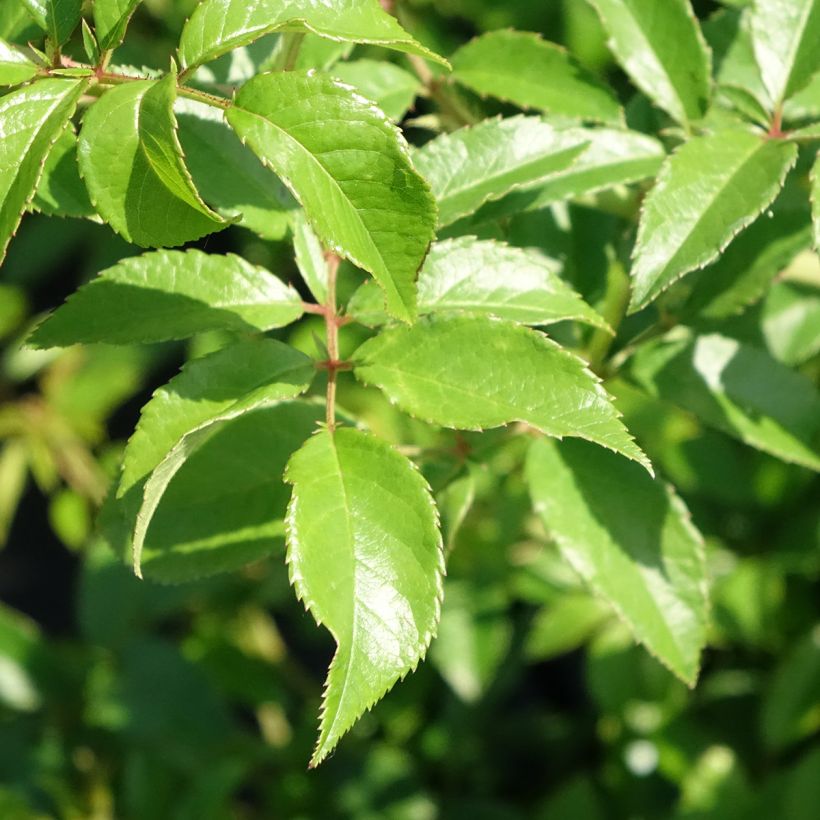 Rosa 'Sunny Siluetta' - Climbing Rose (Foliage)