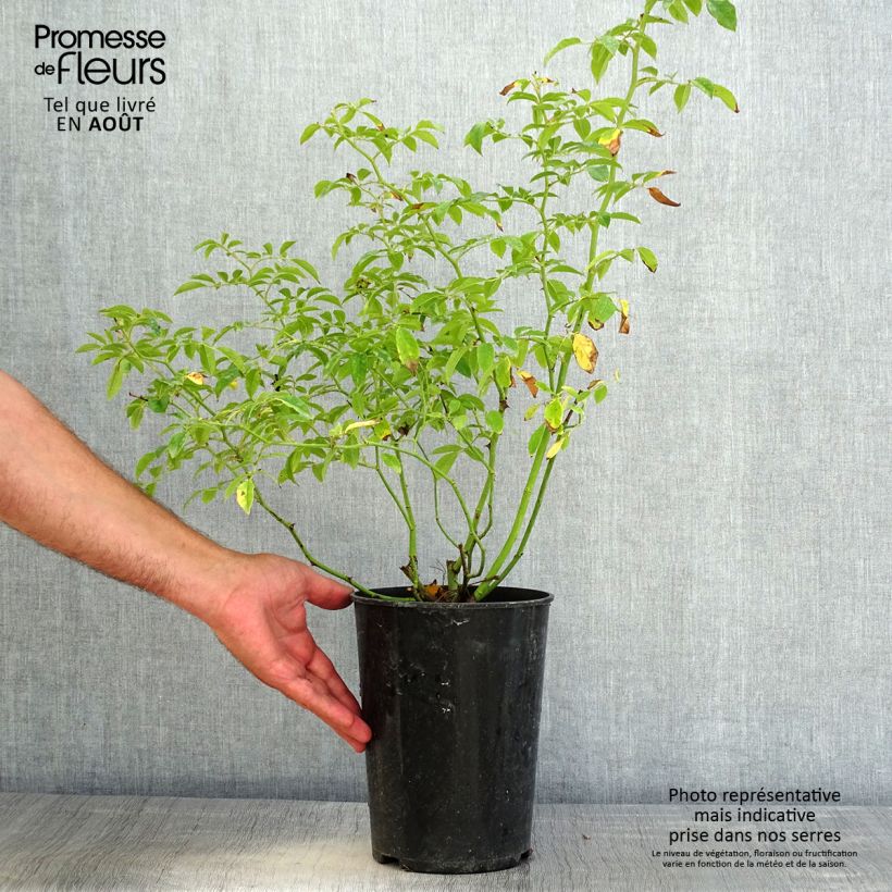 Rosa 'Sunny Siluetta' - Climbing Rose 4L/5L pot sample as delivered in summer