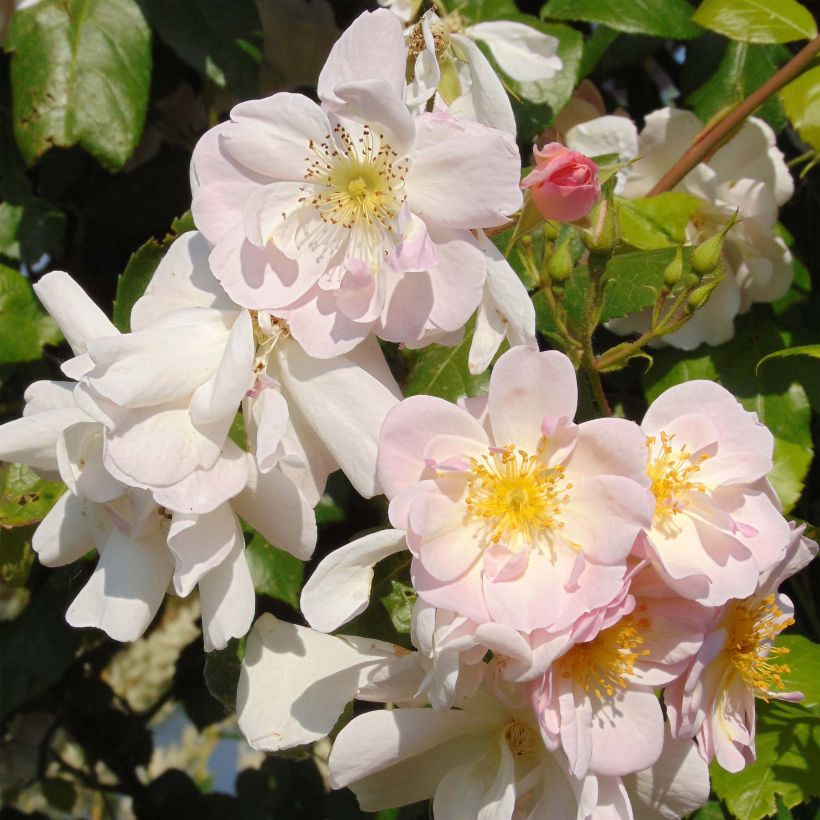 Rosa 'Sourire d'Orchidée' - Climbing Rose (Flowering)