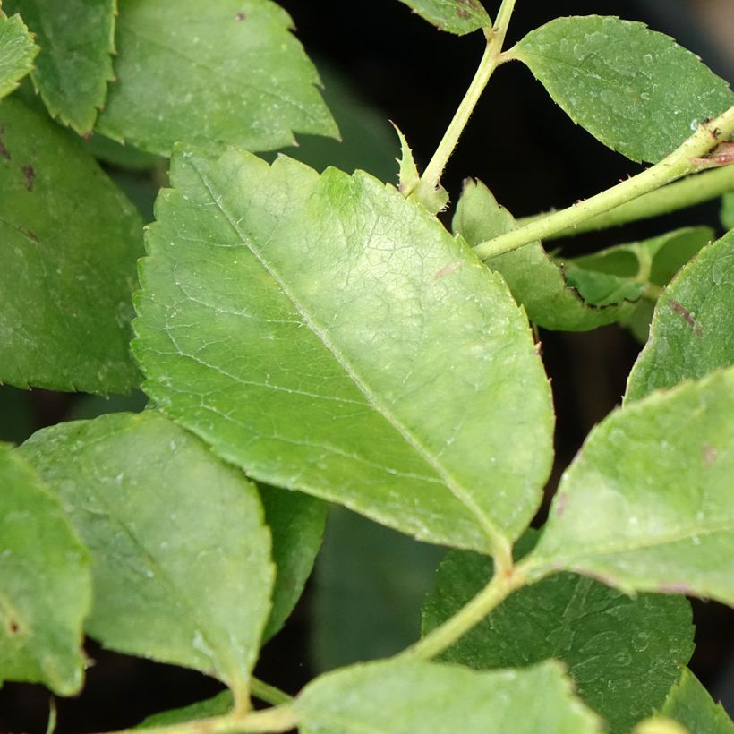 Rosa 'Sourire d'Orchidée' - Climbing Rose (Foliage)