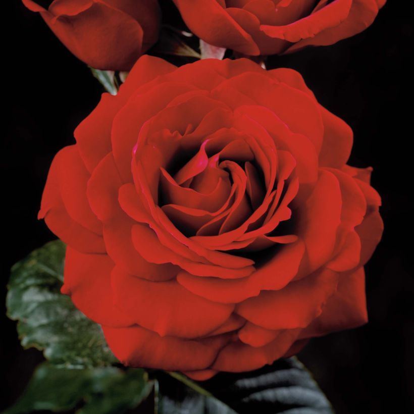 Rosa 'That's Jazz' - Climbing Rose (Flowering)
