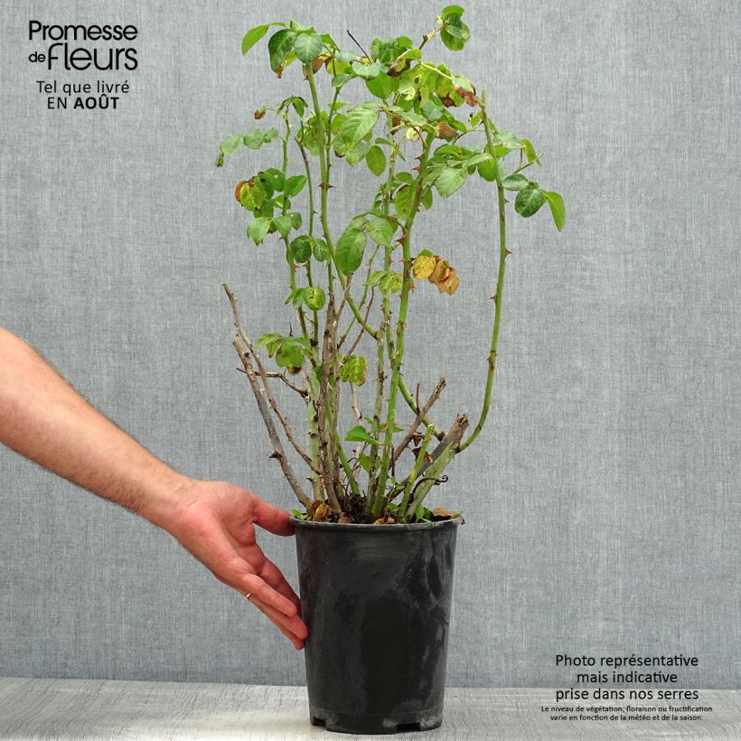 Rosa Vihaïpi - Climbing Rose 4L/5L pot sample as delivered in summer