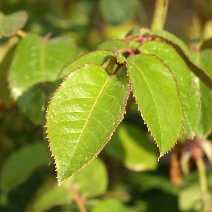 Rosa Vihaïpi - Climbing Rose (Foliage)