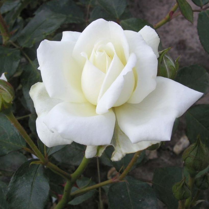 Rosa x wichuraiana White New Dawn - Climbing Rose (Flowering)
