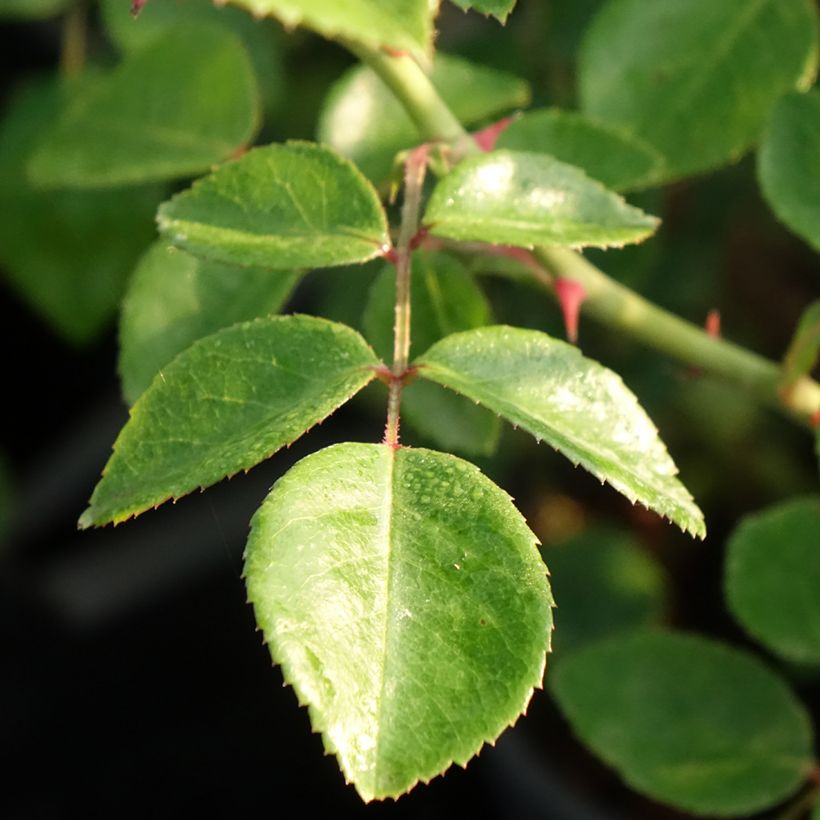 Rosa x wichuraiana White New Dawn - Climbing Rose (Foliage)