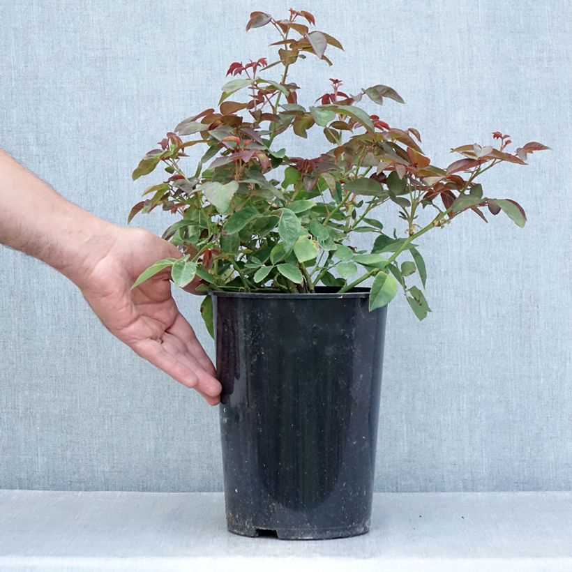 Rosa x Bourbon 'Zéphirine Drouhin' - Climbing Rose 4L/5L pot sample as delivered in summer