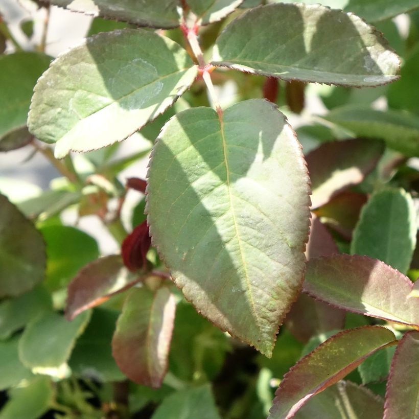 Rosa x Bourbon 'Zéphirine Drouhin' - Climbing Rose (Foliage)