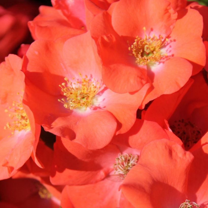 Rosa  Décorosiers Isalia - Shrub Rose (Flowering)