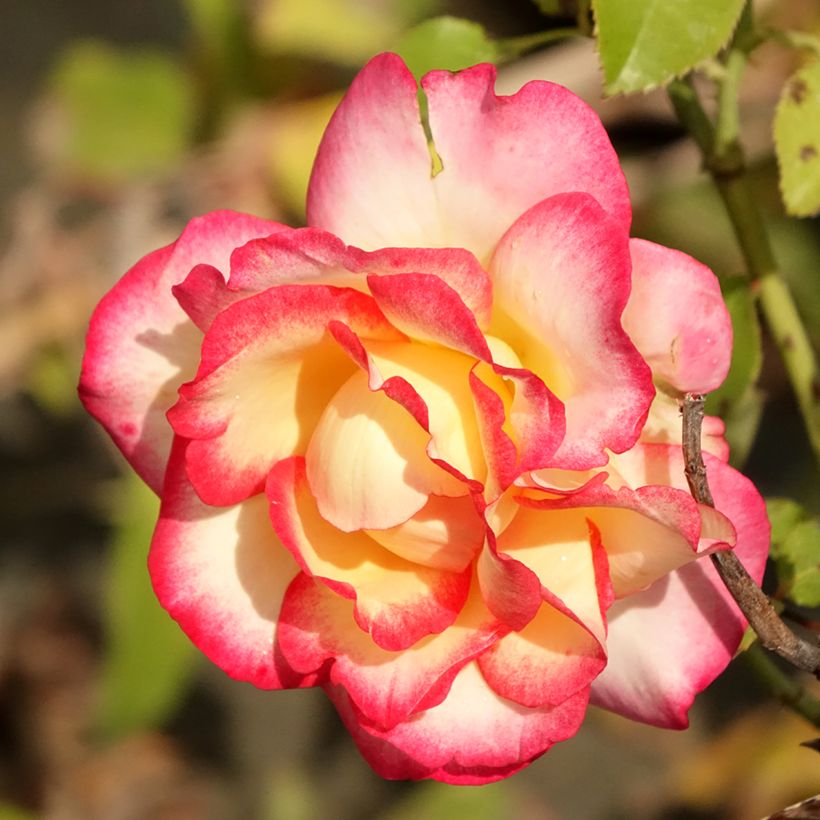 Rosa Leo Ferré - Hybrid Tea Rose (Flowering)