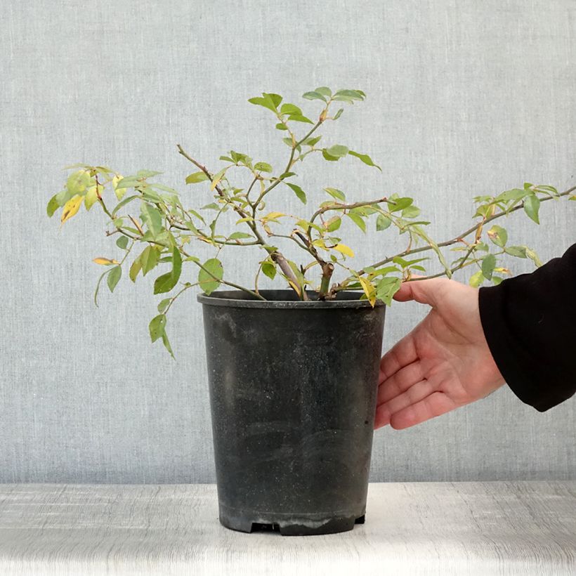 Rosa x wichuraiana Albéric Barbier - Climbing Rose 4L/5L pot sample as delivered in autumn