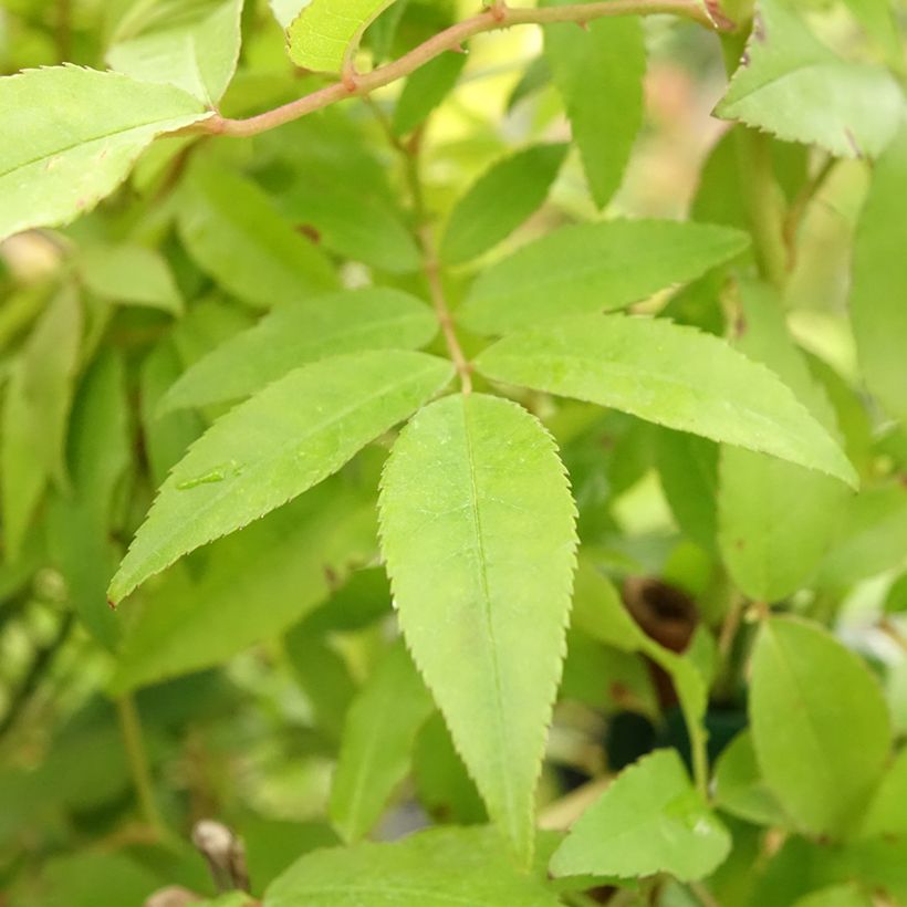 Rosa banksiae Purezza (The Pearl) (Foliage)