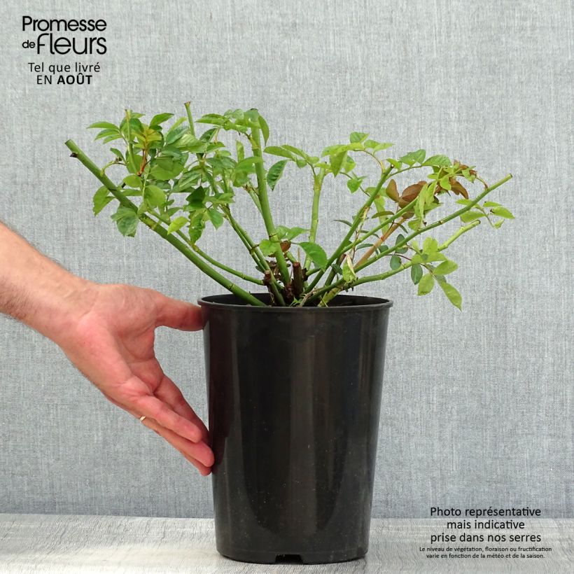Rosa x multiflora Maria Lisa - Multiflora Climbing Rose 4L/5L potShipped height around 20/30cm sample as delivered in summer