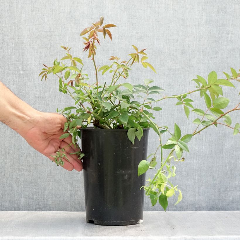 Rosa x moschata 'Paul's Himalayan Musk' - Rambling Rose 4L/5L pot sample as delivered in summer