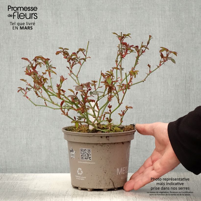 Rosa 'Pink Chantilly' - Shrub Rose 2L/3L pot sample as delivered in spring