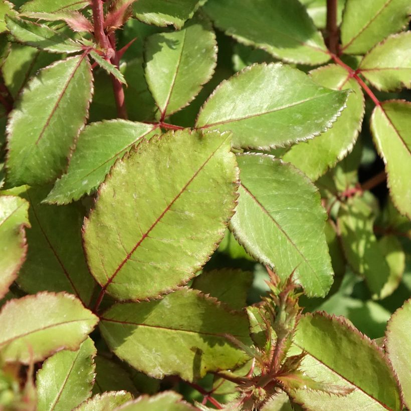 Rosa 'Pink Chantilly' - Shrub Rose (Foliage)