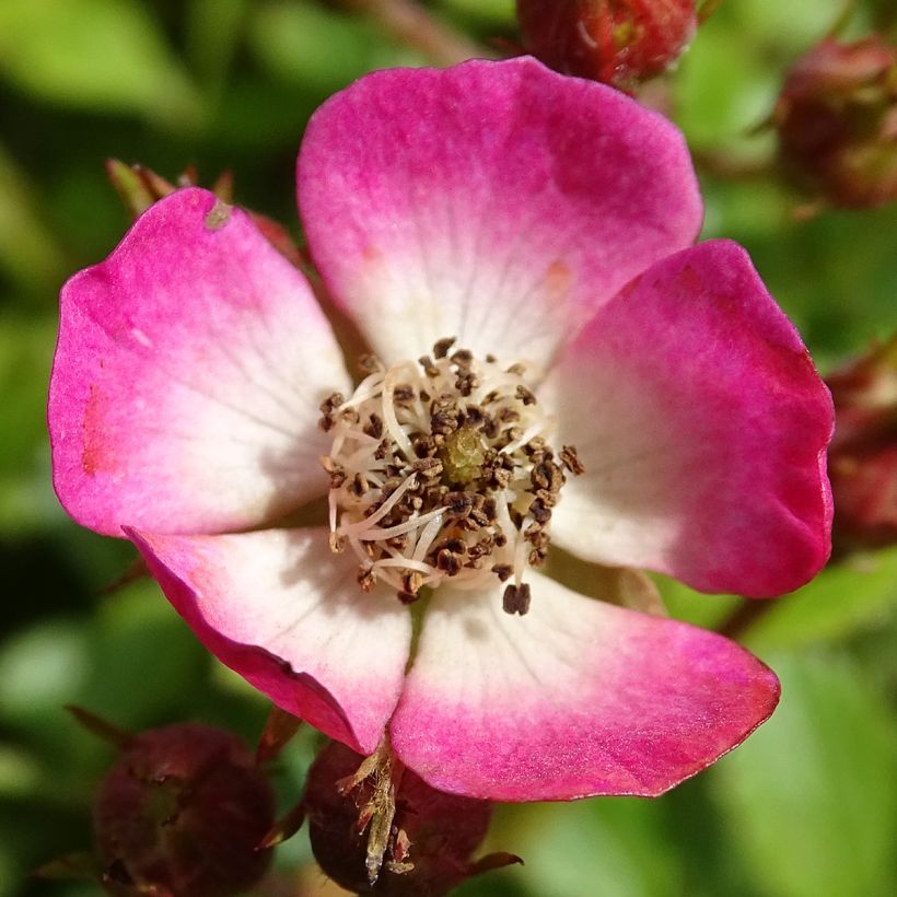 Rosa x hybrida Cutie Pie - Dwarf Rose (Flowering)