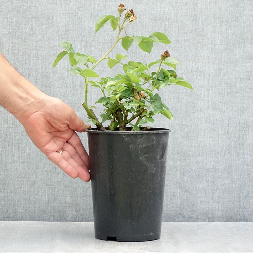 Rosa x polyantha Lemon Fizz - Polyantha Rose 3L/4L pot sample as delivered in summer