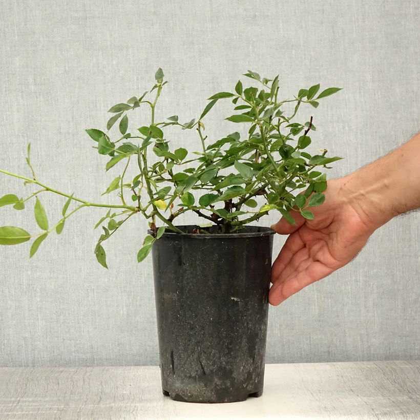 Rosa x polyantha - Lilliputs - 'Little Sunset' - Miniature Rose 3L/4L pot sample as delivered in summer
