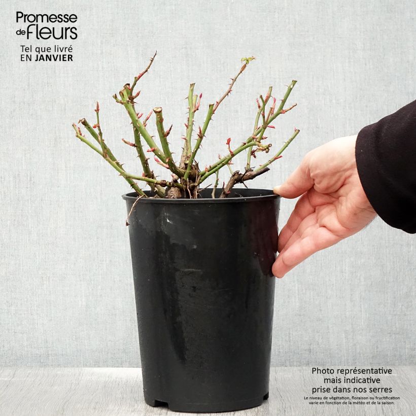 Rosier nain Maestro Babylon Eyes - pot de 4L/5L sample as delivered in winter