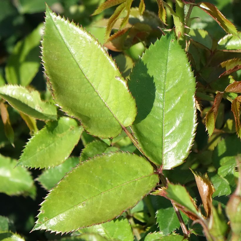 Rosa Maestro Babylon Eyes - Shrub rose (Foliage)