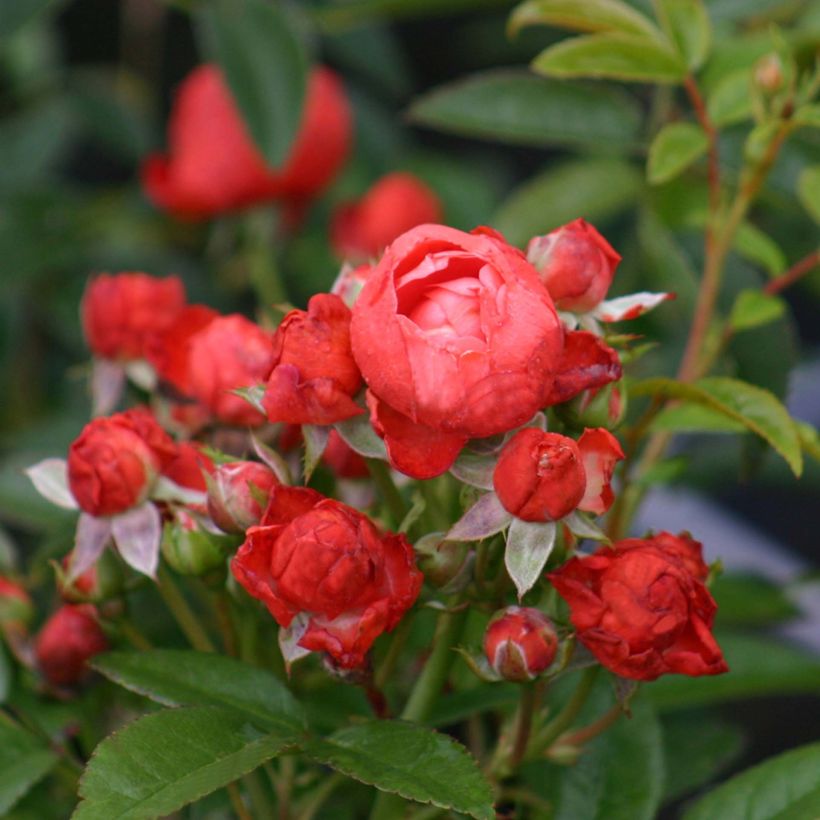 Rosa x polyantha 'Fête des Pères' - Miniature Rose (Flowering)