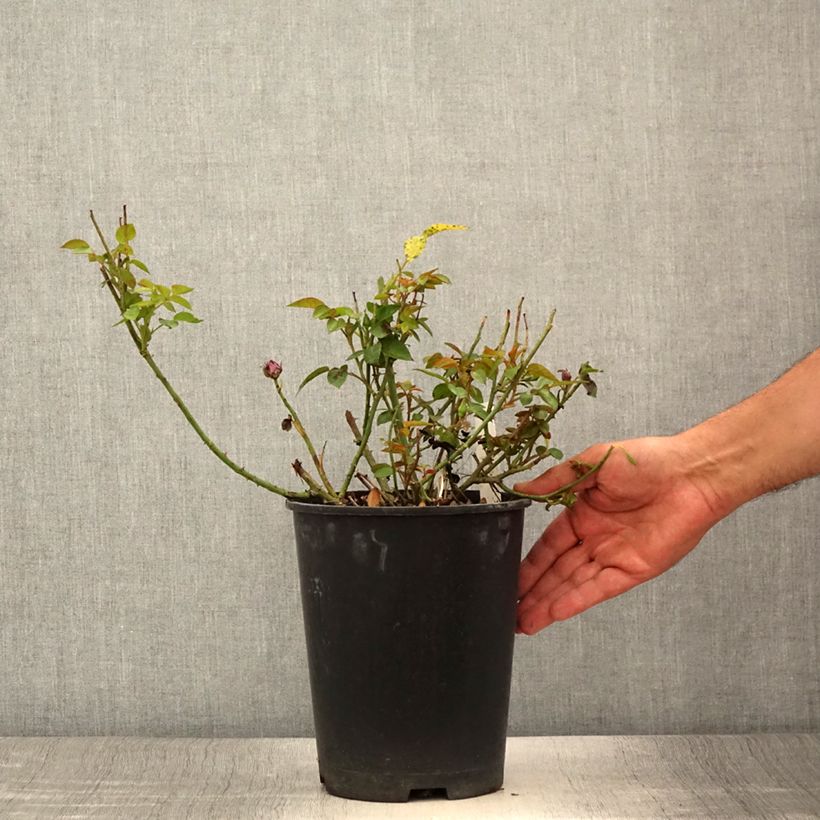 Rosa x polyantha Meillandina Lavender - Dwarf Rose 4L/5L pot sample as delivered in summer