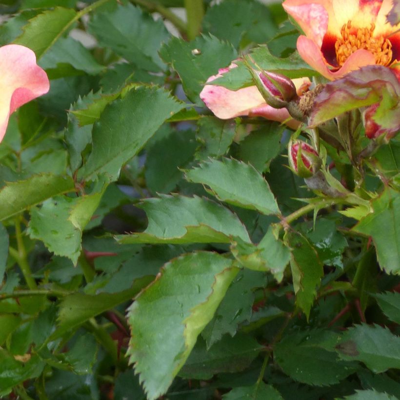 Rosa x persica 'Pastel Babylon Eyes' - Miniature Rose (Foliage)