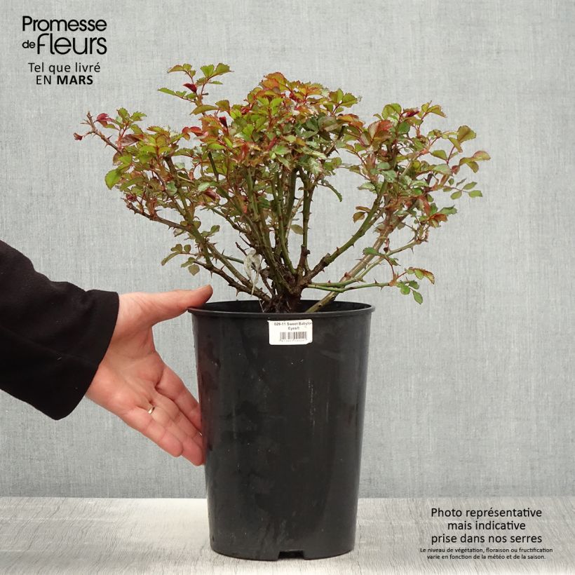 Rosa x persica Sweet Babylon Eyes - Hybrid Persian Rose 4L/5L pot sample as delivered in spring