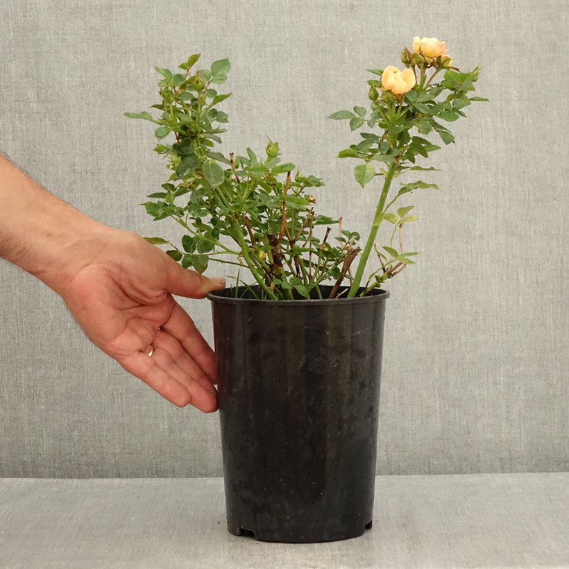 Rosa Sweet Dream 3L/4L pot sample as delivered in summer