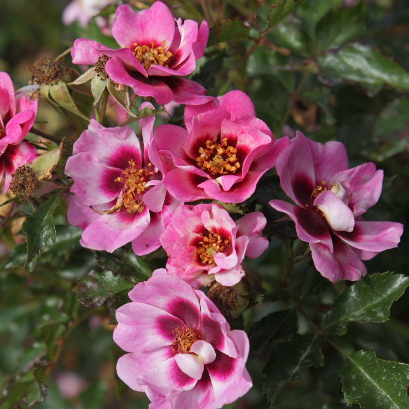 Rosa x persica 'Trendy Babylon Eyes'  - Miniature Rose (Flowering)