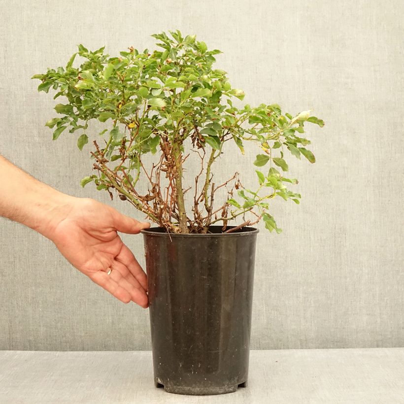 Rosa x persica 'Trendy Babylon Eyes'  - Miniature Rose 4L/5L pot sample as delivered in summer