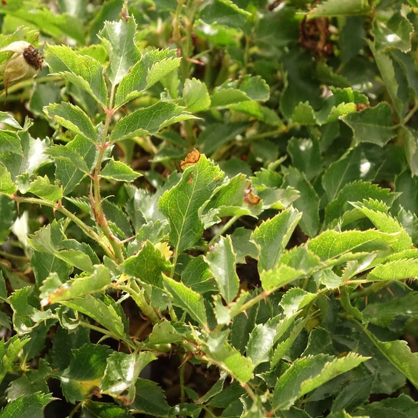 Rosa x persica 'Trendy Babylon Eyes' - Miniature Rose (Foliage)