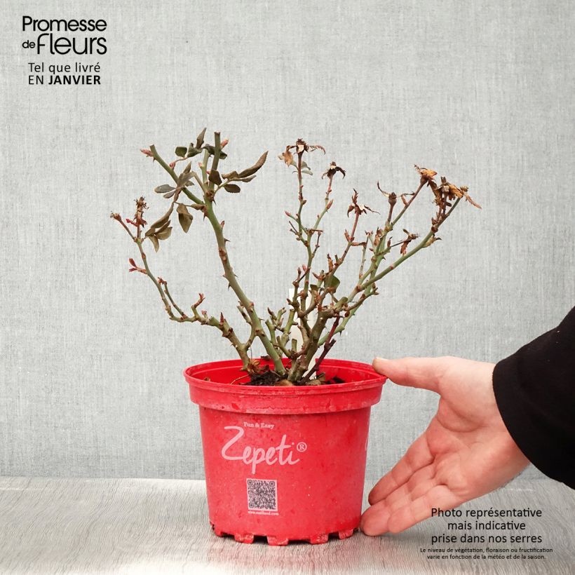 Rosier nain Zepeti  Pot de 3L/4L sample as delivered in winter