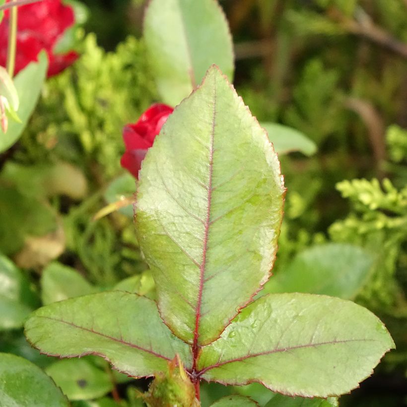 Rosa x polyantha Zepeti - Dwarf Rose (Foliage)