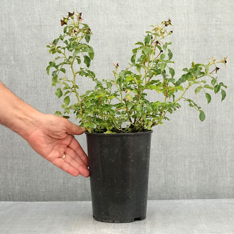 Rosa x polyantha NECTAR GARDEN LILLIPUTS Lupo - Dwarf Rose 1.5L/2L pot sample as delivered in summer