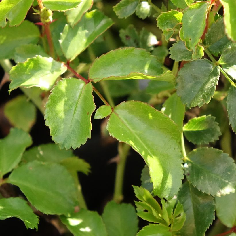 Rosa x polyantha NECTAR GARDEN LILLIPUTS Lupo - Dwarf Rose (Foliage)