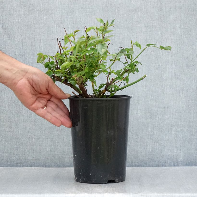 Rosa x floribunda PATIO ROSE Baby Iceberg - Floribunda Rose 1.5L/2L pot sample as delivered in summer