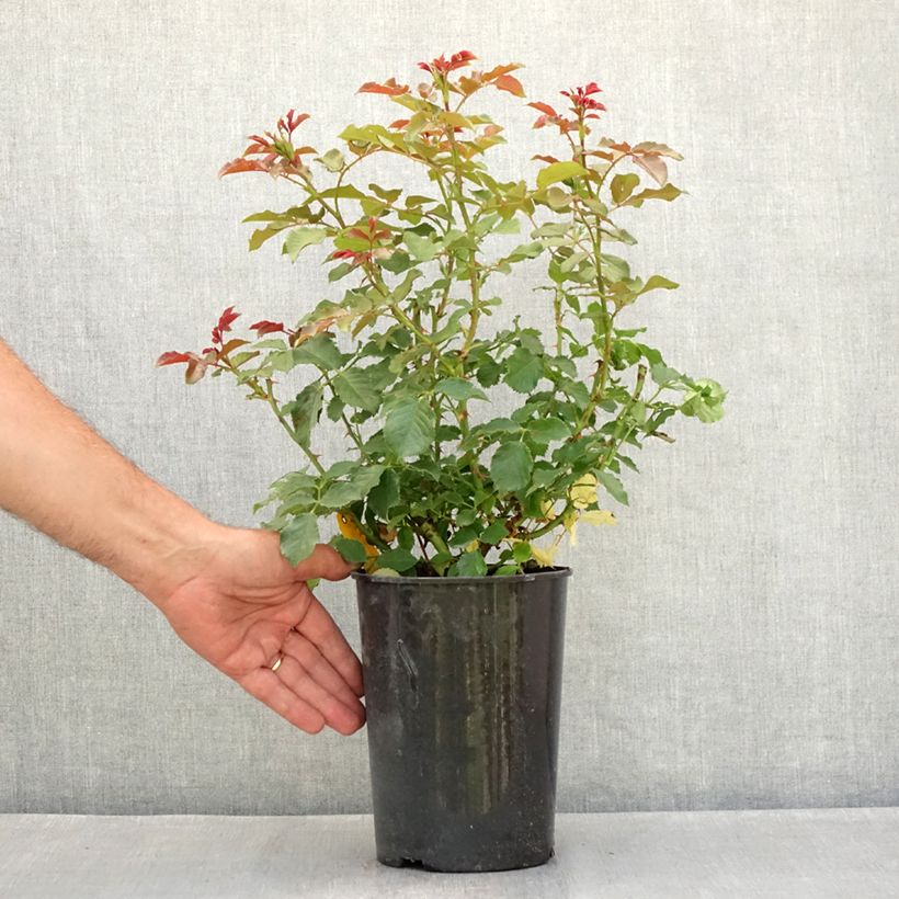 Rosa x floribunda PATIO ROSE Xenia - Floribunda Rose 1.5L/2L pot sample as delivered in summer
