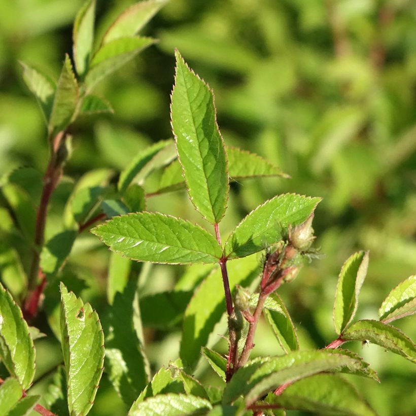 Rosa Rosanatura Bicolore - Hybrid Musk Rose (Foliage)