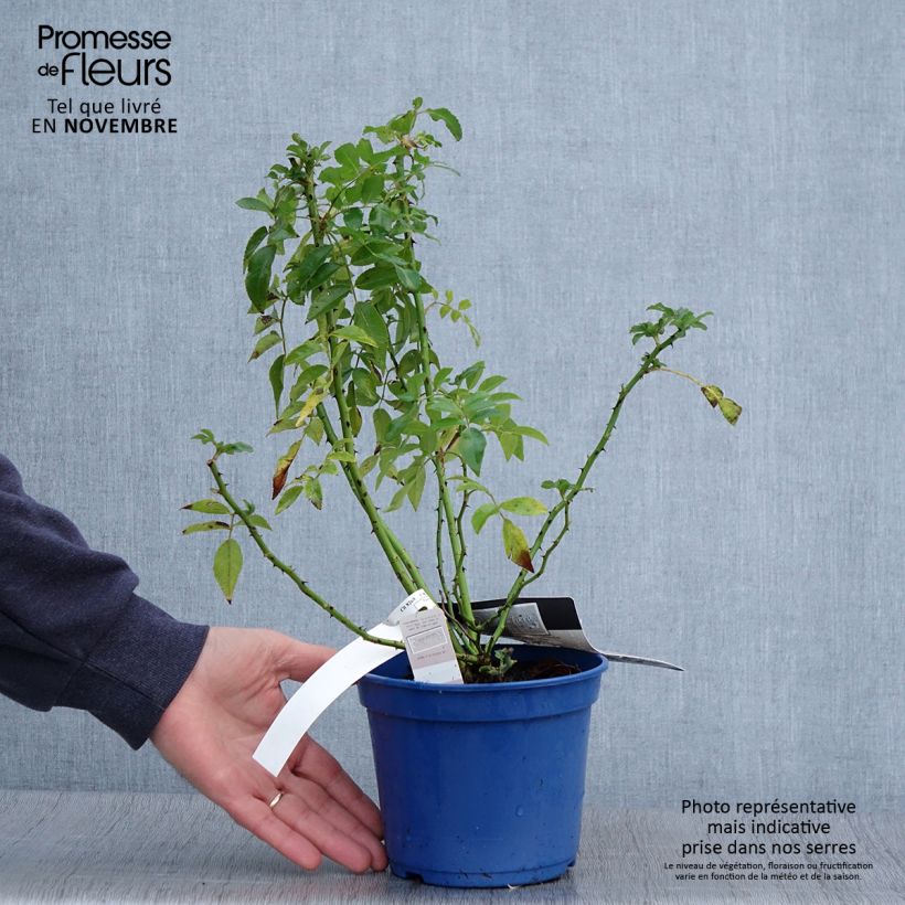 Rosier paysager Rosanatura® Alba® - pot de 2L/3L sample as delivered in autumn