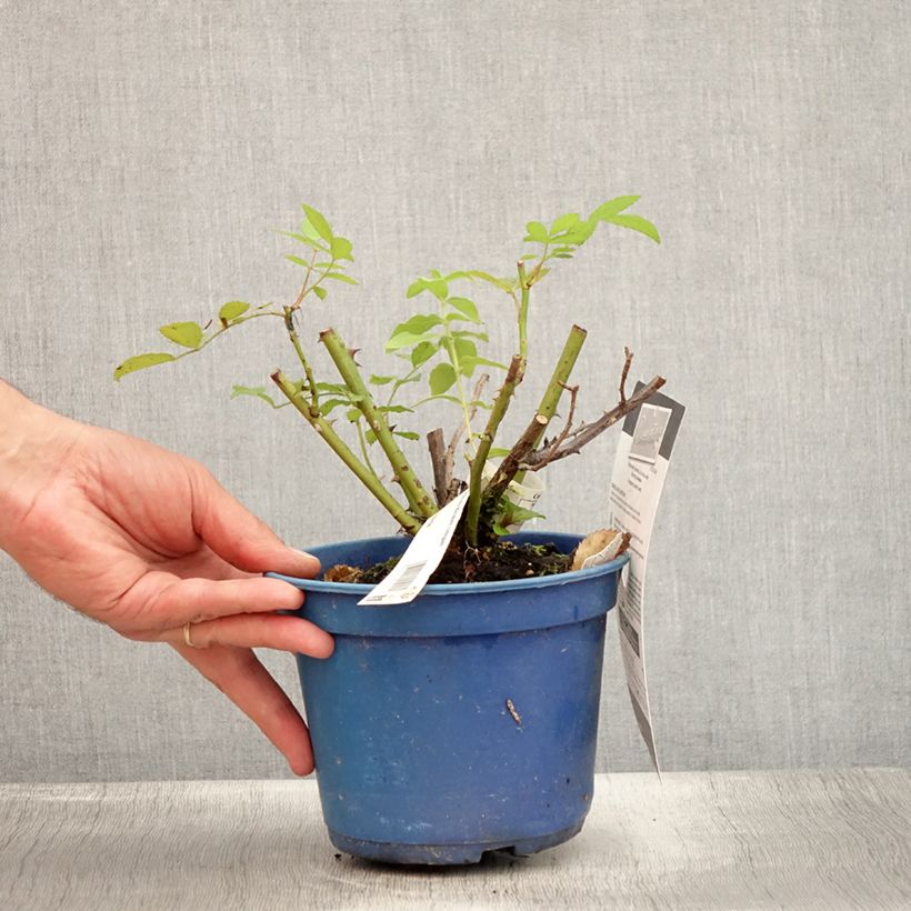 Rosa Rosanatura Bicolore - Hybrid Musk Rose 2L/3L pot sample as delivered in summer