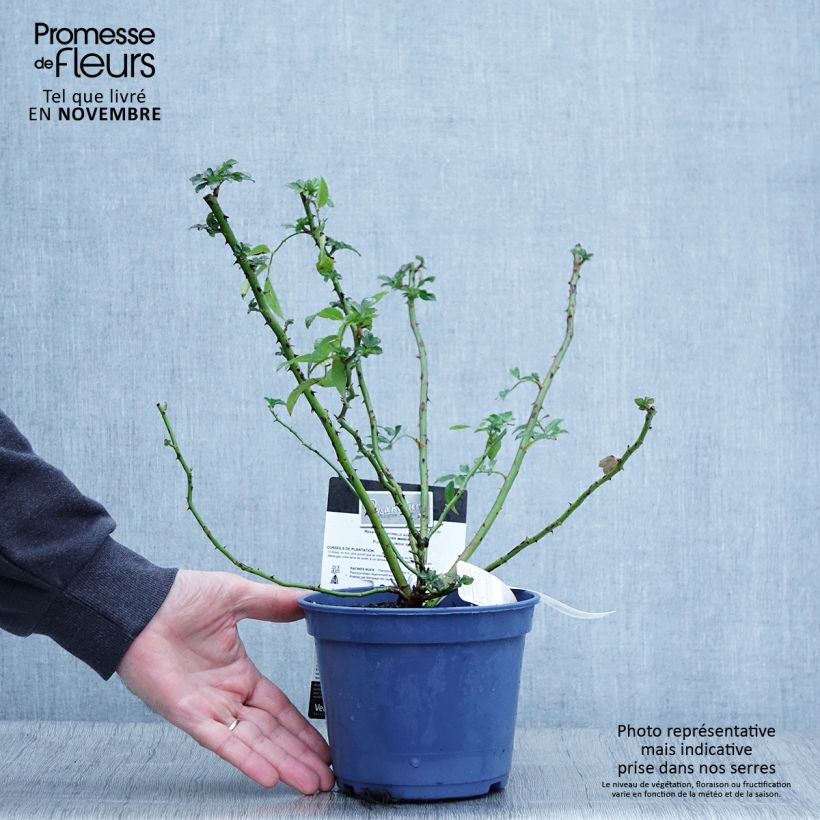 Rosier paysager Rosanatura® Rosea® - Pot de 2L/3L sample as delivered in autumn