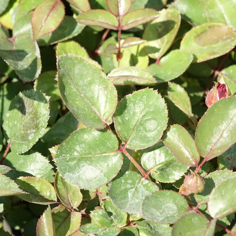 Rosa x floribunda 'Belle de Grasse'  Street Colours - Floribunda Rose (Foliage)