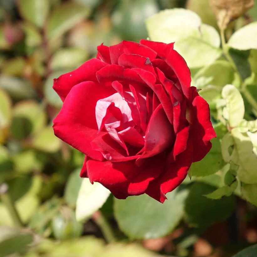 Rosa x floribunda 'Belle de Grasse'  Street Colours - Floribunda Rose (Flowering)