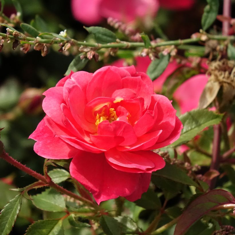 Rosa floribunda - Jolie Provence (Flowering)